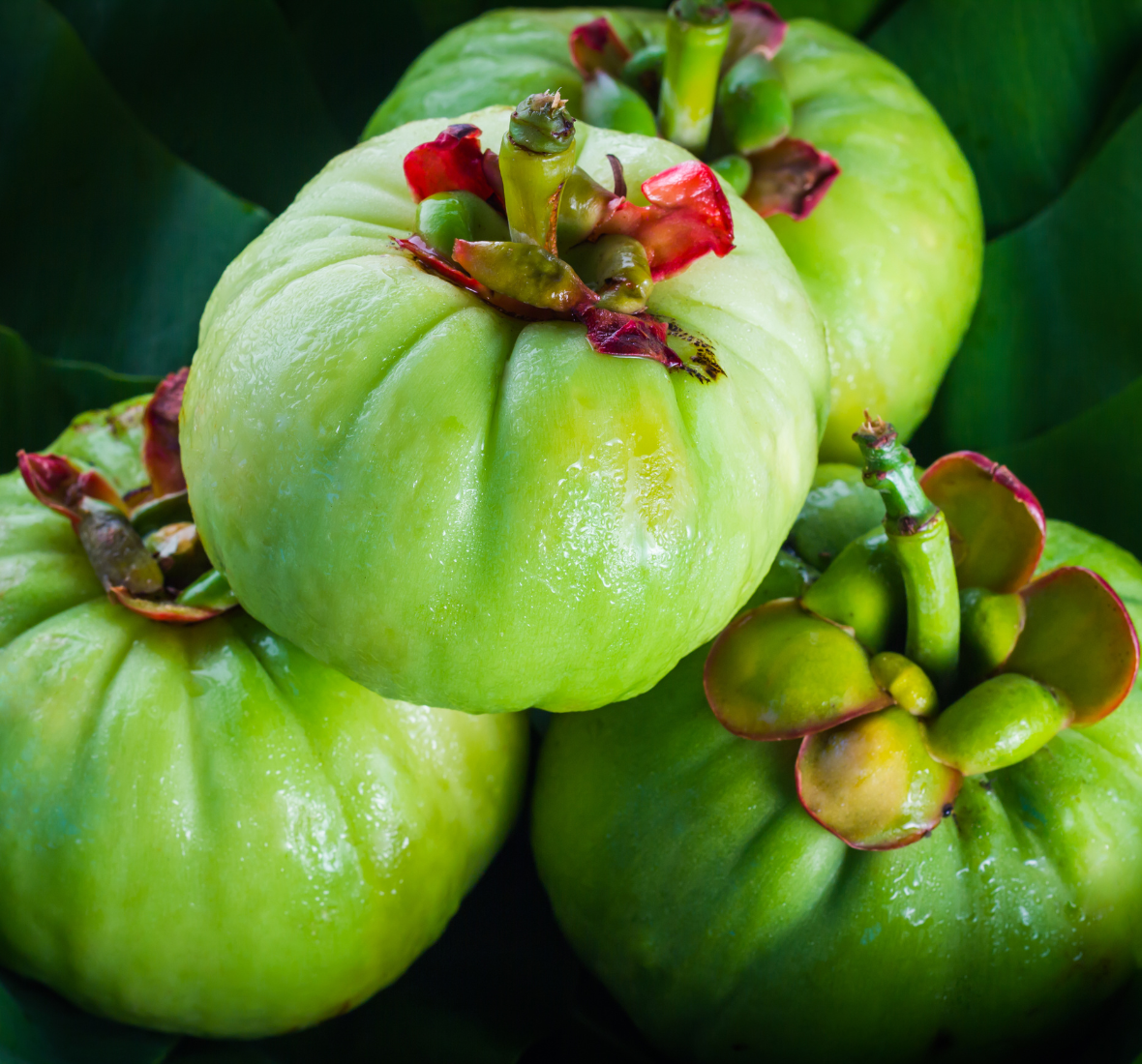 Garcinia Cambogia, a descoberta asiática que engana o cérebro para comer menos